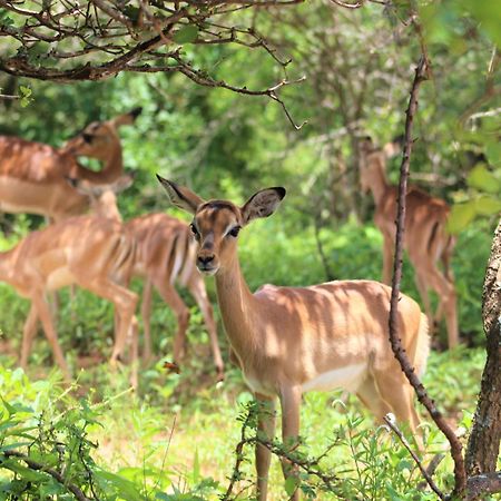 Kruger Kumba - Lahlekile Nathi Apartment Marloth Park Ngoại thất bức ảnh